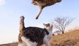 娱乐吃瓜猫捉鸟,一场趣味横生的捉鸟大戏