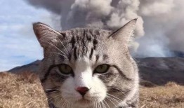 娱乐吃瓜猫捉鸟,一场趣味横生的捉鸟大戏